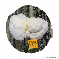 원목재배 노루궁뎅이 버섯 (300g) 차별화 고품질